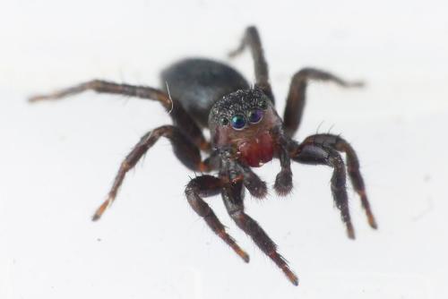 Réf. 252 848 : Phlegra fasciata
